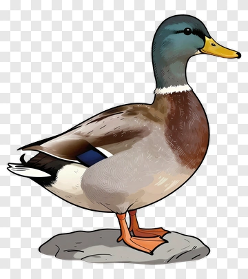 Cartoon Duck Standing On A Rock PNG