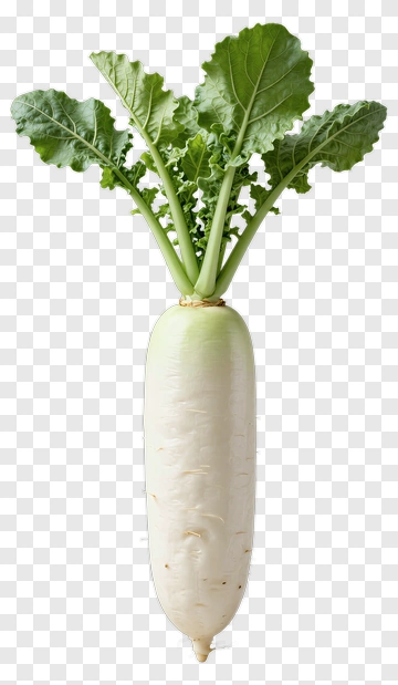 White Daikon Radish With Green Leaves PNG