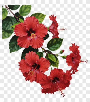Red Hibiscus Flowers With Green Leaves PNG
