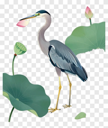 Heron Standing Among Lotus Flowers PNG