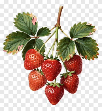 Strawberry Plant With Ripe Berries PNG