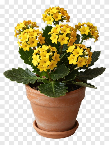 Yellow Flowering Potted Plant PNG