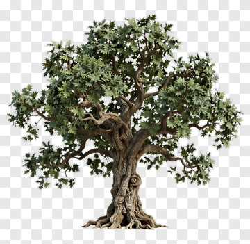 Realistic Tree With Lush Green Foliage PNG
