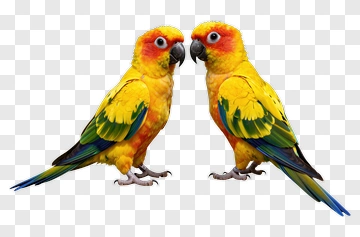 Colorful Parrots Facing Each Other PNG