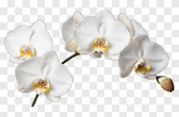 White Orchid Flower PNG