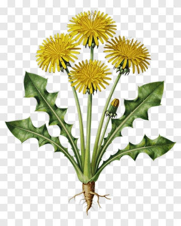 Dandelion Flower With Yellow Blooms PNG