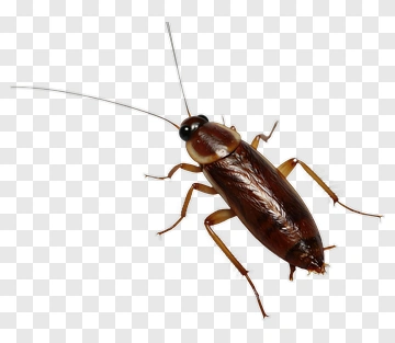 Cockroach PNG