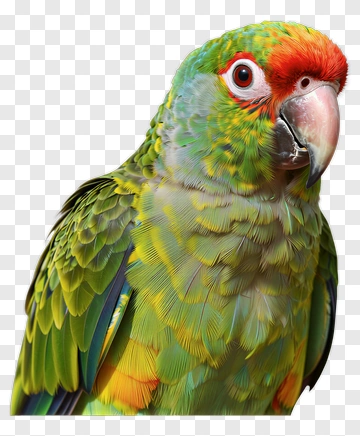 Colorful Parrot With Vibrant Feathers PNG