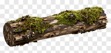 Wooden Log Covered In Moss PNG