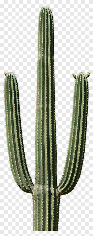 Saguaro Cactus PNG