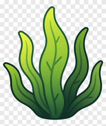 Green Seaweed Illustration PNG