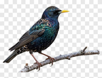 Common Starling Perched On A Branch PNG