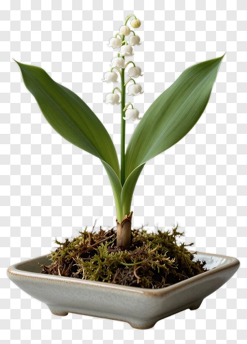 Lily Of The Valley Plant In A Pot PNG