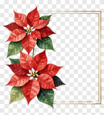 Red Poinsettia Flowers With Green Leaves PNG