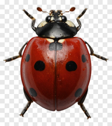 Ladybug With Red Shell And Black Spots PNG