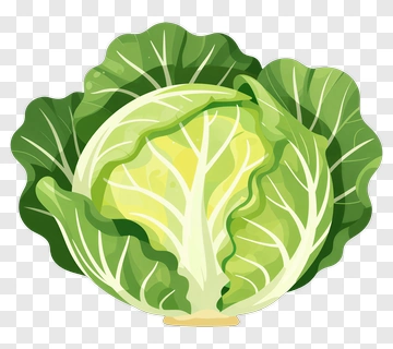 Fresh Green Cabbage PNG