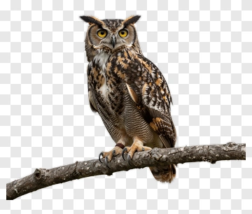 Owl Perched On A Branch PNG