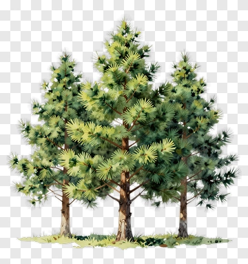 Pine Trees In A Natural Setting PNG