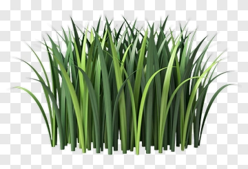 Realistic Grass PNG
