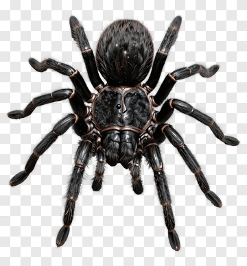 Realistic Tarantula Spider PNG