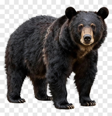 Black Bear Standing PNG