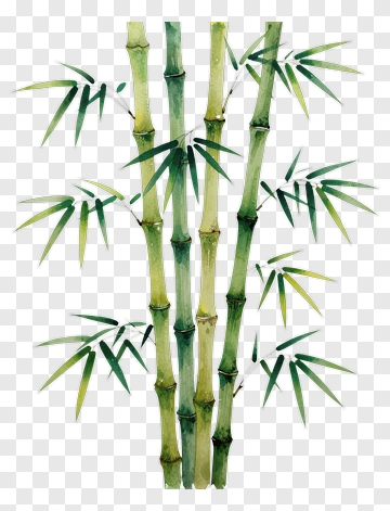 Bamboo Plant PNG