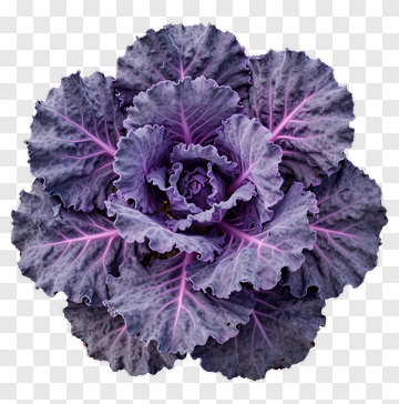 Purple Decorative Cabbage PNG