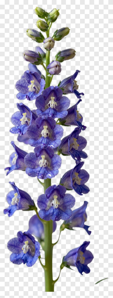 Purple Flower PNG