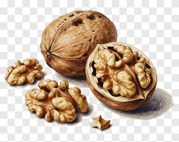 Walnuts In Shell And Shelled PNG