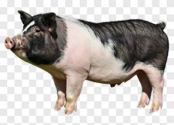 Pig PNG