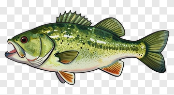 Realistic Largemouth Bass Fish PNG