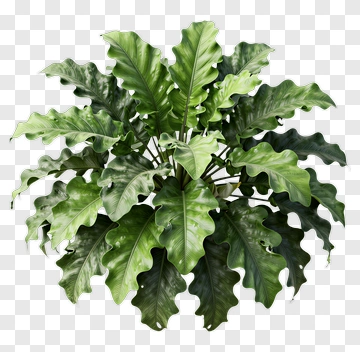 Felt Plant With Large Green Leaves PNG