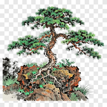 Pine Tree On Rocky Ground PNG