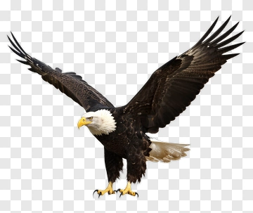Bald Eagle Spreading Its Wings PNG