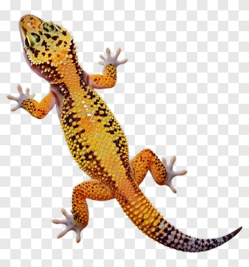 Leopard Gecko PNG