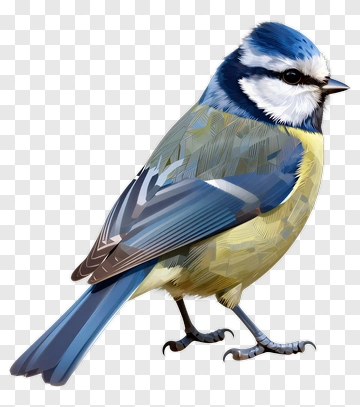 Blue Tit Bird PNG