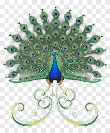 Colorful Peacock Displaying Its Feathers PNG