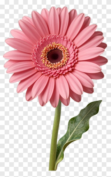 Pink Flower With Green Leaf PNG