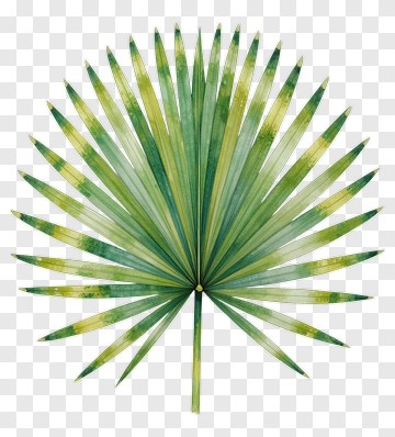 Colorful Palm Leaf PNG