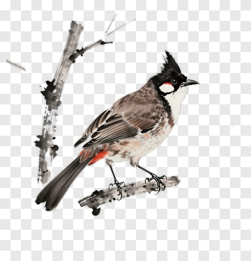 Illustration Of A Bird On A Branch PNG