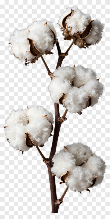 Cotton Plant With White Bolls PNG