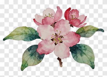 Watercolor Pink Flower Bouquet PNG