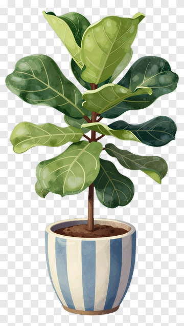 Fiddle Leaf Fig Plant In Striped Pot PNG