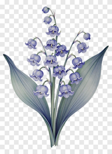 Purple Lily Of The Valley Flower PNG