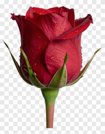 Red Rose With Water Droplets PNG