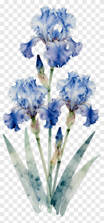 Watercolor Blue Iris Flowers PNG