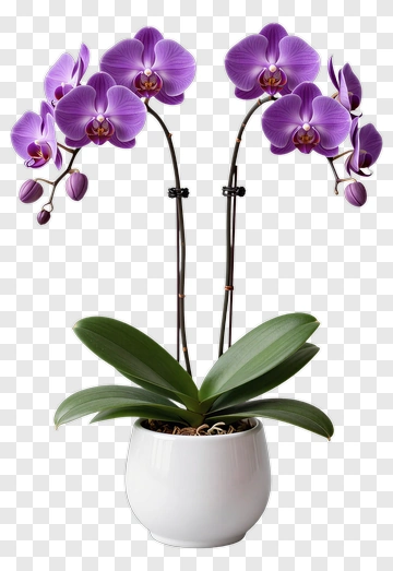 Purple Orchid Flower In A White Pot PNG