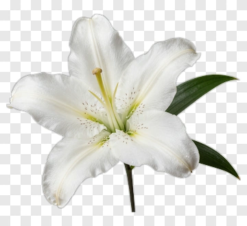 White Lily Flower PNG