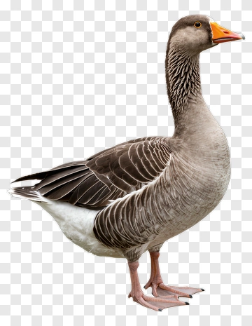 Goose Standing On A Transparent Background PNG