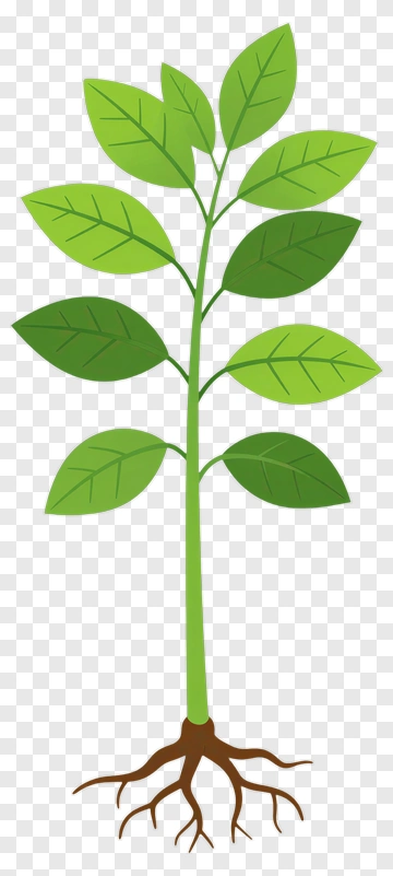 Green Plant With Leaves And Roots PNG